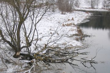 Погрызеная бобрами ива. Коханово, река Соколянка. Фото Николая Петрушенко