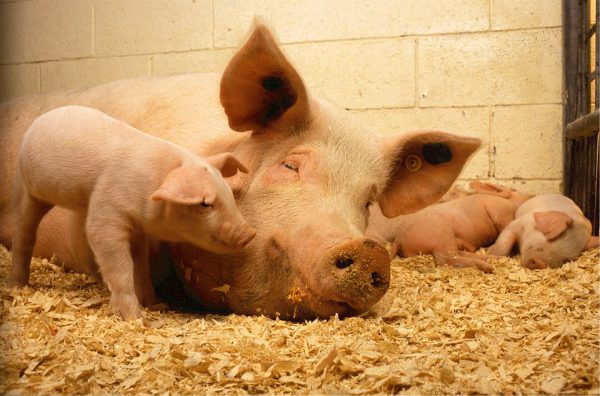Свиноматка с поросятами. Фото pixabay.com
