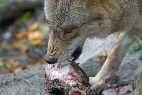 Бешеный волк бежал по Миорскому району и кусал людей — как 62 года назад советские врачи справились с эпидемией бешенства